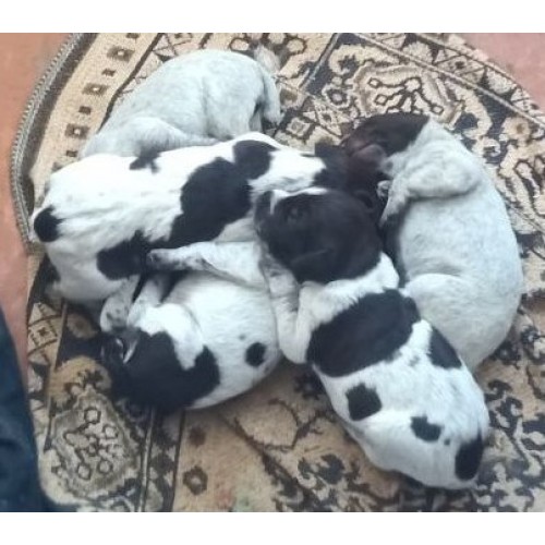 Породистые щенки дратхаара