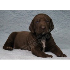 Породистый щенок породы курцхаар Фортуна vom Adlerhugel