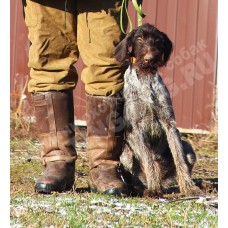 Породистый щенок ПЕРСИ из помета П сука №10 породы дратхаар