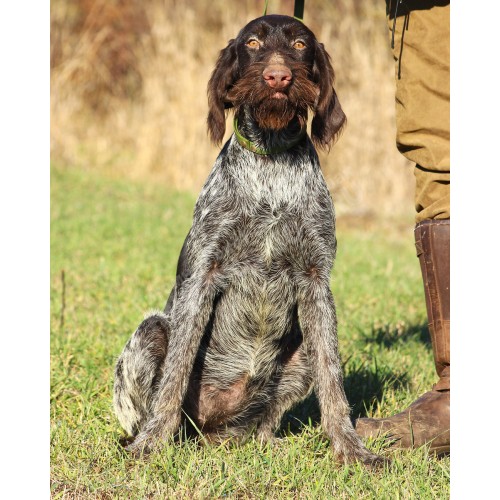 Породистый щенок ПЕРРИ из помета П сука №2 породы дратхаар