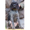 Перспективный породистый щенок из помета П сука №3 породы дратхаар Перспективный породистый щенок из помета П сука №3 породы дратхаар