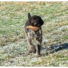 Перспективный породистый щенок ПРАДА из помета П сука №3 породы дратхаар