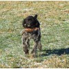 Перспективный породистый щенок ПРАДА из помета П сука №3 породы дратхаар