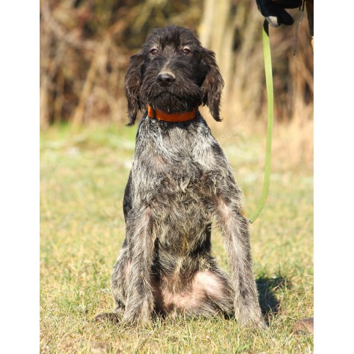 Перспективный породистый щенок ПРАДА из помета П сука №3 породы дратхаар