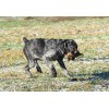 Породистый щенок ПОЛЛИ из помета П сука №7 породы дратхаар