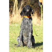 Породистый щенок ПОЛЛИ из помета П сука №7 породы дратхаар Породистый щенок ПОЛЛИ из помета П сука №7 породы дратхаар