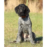 Породистый щенок ПЕРСЕЙ из помета П кобель №4 породы дратхаар