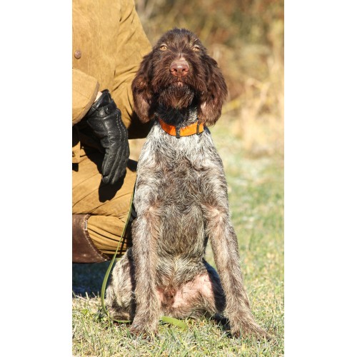 Породистый щенок ПАУЛЬ из помета П кобель №5 породы дратхаар Породистый щенок ПАУЛЬ из помета П кобель №5 породы дратхаар