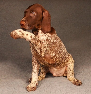 Щенок курцхаар Стивен