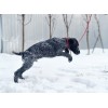 Породистый щенок Забар (кобель) дратхаар с прекрасной родословной
