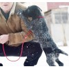 Породистый щенок Забар (кобель) дратхаар с прекрасной родословной