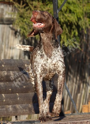 ОХОТЭСТЕТ АЛЕИТ (ALEIT)