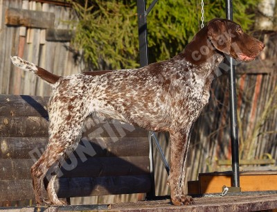 ОХОТЭСТЕТ АЛЕИТ (ALEIT)