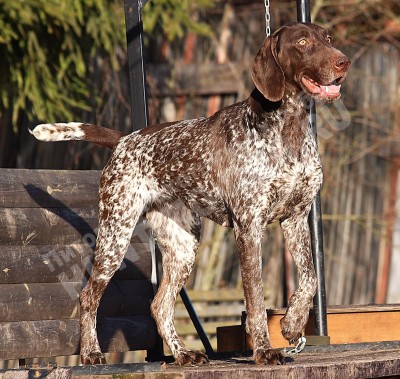 ОХОТЭСТЕТ АЛЕИТ (ALEIT)