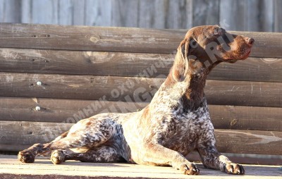 ОХОТЭСТЕТ АЛЕИТ (ALEIT)