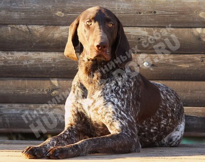 ОХОТЭСТЕТ АЛЕИТ (ALEIT)