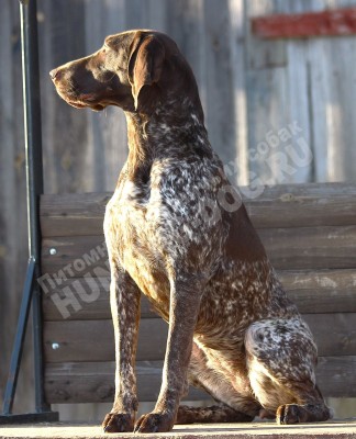 ОХОТЭСТЕТ АЛЕИТ (ALEIT)