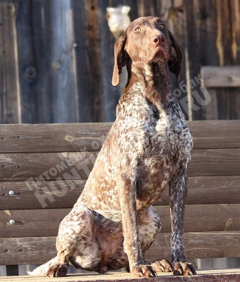 ОХОТЭСТЕТ АЛЕИТ (ALEIT)