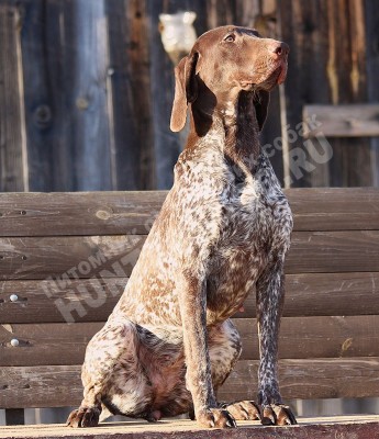 ОХОТЭСТЕТ АЛЕИТ (ALEIT)