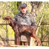 Щенок курцхаара №3 кобель Ирвинг потомок чемпионов