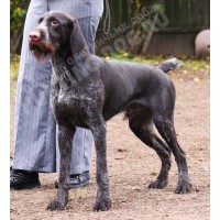 ПЛЕМЕННОЙ КОБЕЛЬ ОТ ВЫВОЗНЫХ РОДИТЕЛЕЙ!