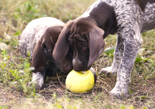 Ищете идеального щенка охотничьей породы? Наша статья поможет вам сделать правильный выбор!
