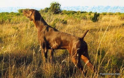 Pradellinensis Pablo