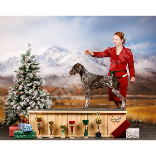 Породистая племенная сука породы курцхаар! Породистая племенная сука породы курцхаар!