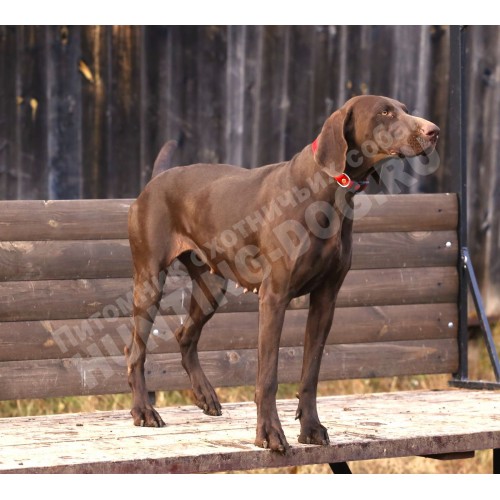 Породистая племенная сука курцхаар! Породистая племенная сука курцхаар!