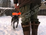 Обучение аппортировке собак охотничьих пород