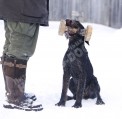 Обучение аппортировке собак охотничьих пород