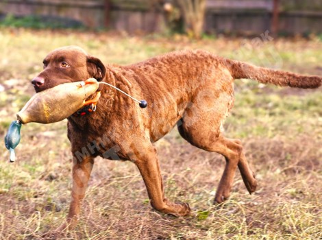 Обучение аппортировке для собак охотничьих пород — легавых, спаниелей, ретриверов