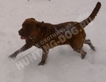 Будни питомника охотничьих собак Hunting-dog