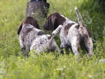Будни питомника охотничьих собак Hunting-dog