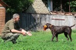 Дрессировка собак в питомнике Hunting-dog