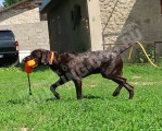 Дрессировка собак в питомнике Hunting-dog