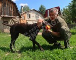 Дрессировка собак в питомнике Hunting-dog