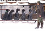 Дрессировка собак в питомнике Hunting-dog