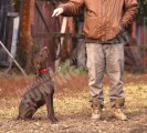 Дрессировка собак в питомнике Hunting-dog