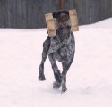 Дрессировка собак в питомнике Hunting-dog