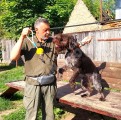 Дрессировка собак в питомнике Hunting-dog