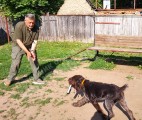 Дрессировка собак в питомнике Hunting-dog