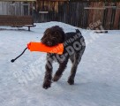 Дрессировка собак в питомнике Hunting-dog