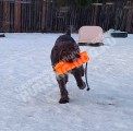 Дрессировка собак в питомнике Hunting-dog