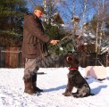 Дрессировка собак в питомнике Hunting-dog