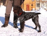 Дрессировка собак в питомнике Hunting-dog