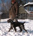 Дрессировка собак в питомнике Hunting-dog