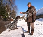 Дрессировка собак в питомнике Hunting-dog