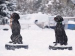 Дрессировка собак в питомнике Hunting-dog