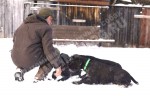 Дрессировка собак в питомнике Hunting-dog